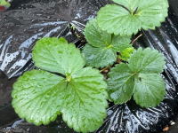 樹の里特養ブログ